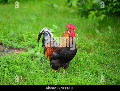 Bel gallo con piume colorate nel prato verde. Foto Stock