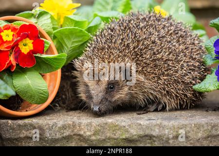 Primo piano di un riccio selvatico, nativo, europeo, nome scientifico: Erinaceus europaeus, svegliandosi dall'ibernazione in primavera con fiori colorati. F Foto Stock