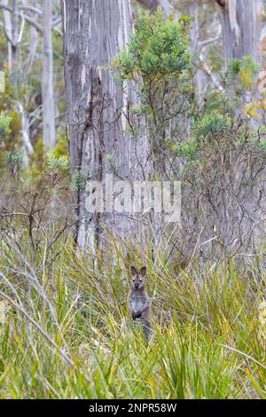 Wallaby di Wild Bennett nella foresta di Bruny Island Tasmania Foto Stock