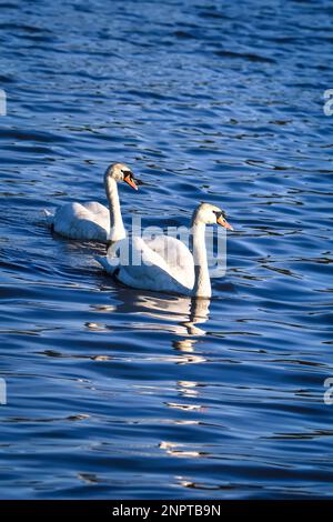 Fenomenale scenario lacustre con animali. Cigni che nuotano nello stagno. Foto in profondità di campo bassa. Foto Stock