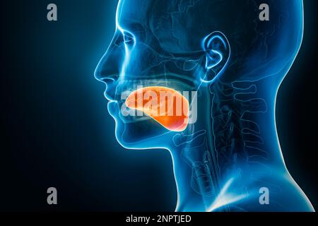Radiografia laterale o vista del profilo della linguetta 3D che rende l'illustrazione con i contorni del corpo maschile. Anatomia umana degli organi, medicina, biologia, scienza, medicina Foto Stock