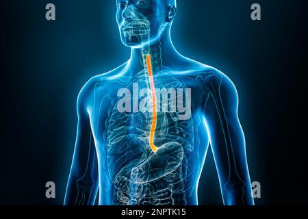 Vista frontale radiografica dell'esofago o dell'esofago 3D che rende l'illustrazione con il corpo maschile. Anatomia umana dell'organo, esofagite, sistema digestivo, medico, Foto Stock