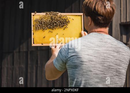 Apicoltore che osserva la struttura mobile dell'alveare delle api, ispezionando la salute e le dimensioni della colonia. Concetto di coltivatore di miele e lavoro apiarista. Foto Stock