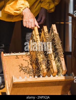 Apiarist che mette i telai dell'alveare in legno con i nidi d'ape e le api sul supporto del telaio dell'apicoltura durante un'ispezione dell'alveare Foto Stock