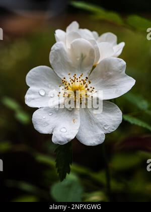 Fiore bianco di rosa canina con gocce d'acqua sui petali in un giardino Foto Stock