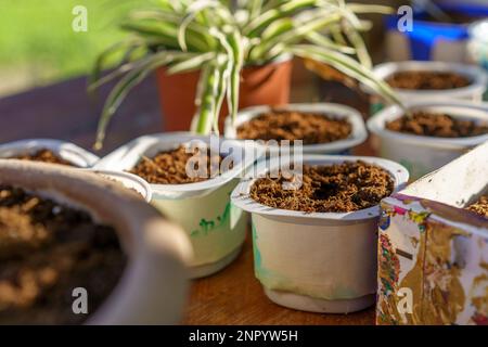 Vasche di yogurt sostenibili riciclate e riutilizzate come semi Starter Pots. Foto Stock