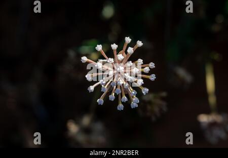 Snowball Sand-Verbena sembra un fuoco d'artificio prima di aprirsi al centro dell'immagine Foto Stock