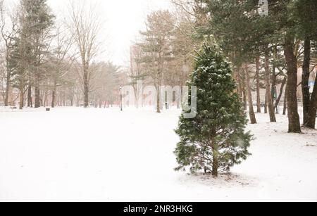 neve su cespugli e alberi in città e parco durante le vacanze invernali all'aperto Foto Stock