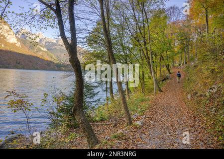 Escursioni intorno al lago di Molveno attraverso la foresta autunnale, Molveno, Trentino, Italia Foto Stock