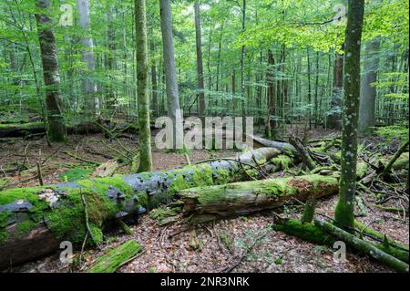 Foresta mista quasi naturale, faggi rossi morti (Fagus sylvatica) e abete rosso europeo (Picea abies), maggiorati di muschio e funghi, legno morto, bavarese Foto Stock