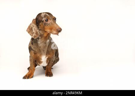 Mini dachshund di coniglio, cappotto marmorizzato. Isolato su sfondo bianco in studio Foto Stock