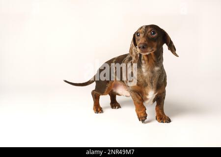 Mini dachshund di coniglio, cappotto marmorizzato. Isolato su sfondo bianco in studio Foto Stock
