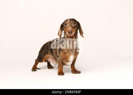 Mini dachshund di coniglio, cappotto marmorizzato. Isolato su sfondo bianco in studio Foto Stock
