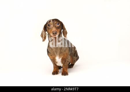 Mini dachshund di coniglio, cappotto marmorizzato. Isolato su sfondo bianco in studio Foto Stock