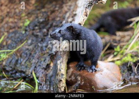 American Mink (Mustela vison), Pine County, Minnesota, Stati Uniti, Nord America Foto Stock