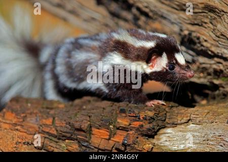 Eastern spotted skunk (Spilogale putorius), adulto, Pine County, Minnesota, USA, Nord America Foto Stock