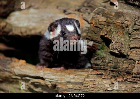 Eastern spotted skunk (Spilogale putorius), adulto, Pine County, Minnesota, Nord America, STATI UNITI Foto Stock