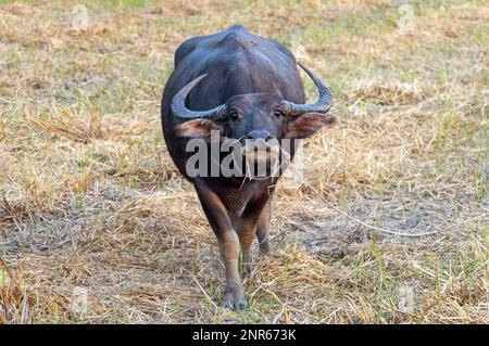 Un bufalo d'acqua sta pascolando in un prato e guarda in macchina fotografica Foto Stock