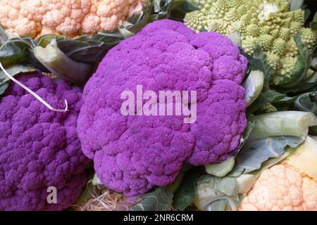 Primo piano su una pila di verdure crocifere, tra cui cavolfiori bianchi e viola e broccoli romanesco. Foto Stock