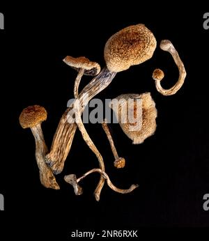 Funghi secchi psilocibini su fondo nero Foto Stock