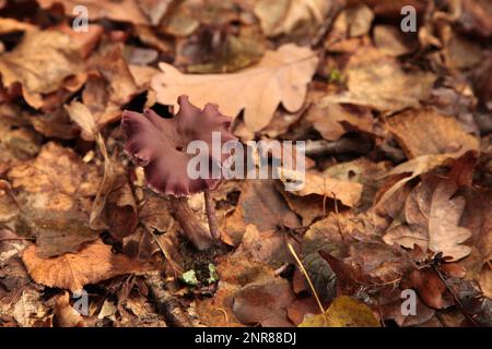 Primo piano su un ingannatore ametista (Laccaria ametistina) nel bosco. Foto Stock