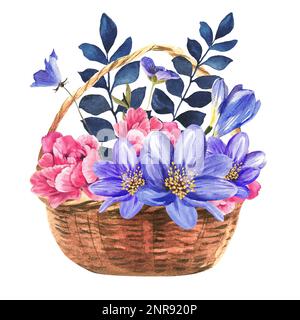 Cesto di vimini con fiori primaverili. Isolare. illustrazione acquerello Foto Stock