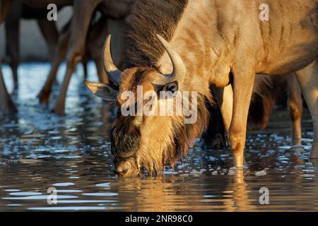Ritratto di un wildebeest blu (Connochaetes taurinus) acqua potabile, deserto di Kalahari, Sudafrica Foto Stock