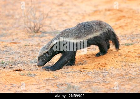 Un tasso di miele (Melivora capensis) in habitat naturale, deserto di Kalahari, Sudafrica Foto Stock