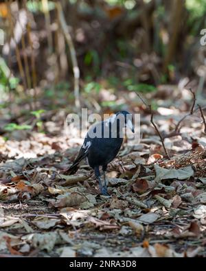 La magpie nativa australiana sul terreno sotto l'ombra di un albero Foto Stock