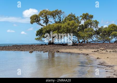 Vista dalla spiaggia di Morwong con la bassa marea che si affaccia sugli alberi di mangrovie attraverso Moreton Bay fino a Stradbroke Island all'orizzonte. Foto Stock