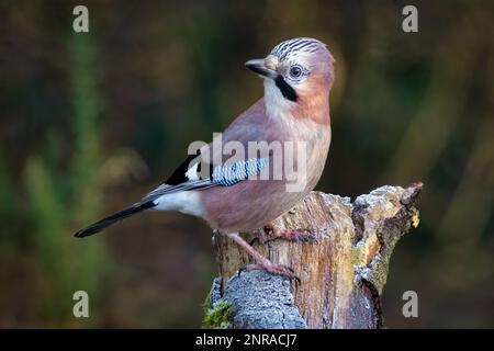 Un ritratto ravvicinato di una gialle eurasiatica, Garrulus glandarius, arroccato su un vecchio tronco di albero guardando indietro Foto Stock