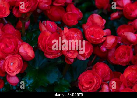 Primo piano foglie d'uva fiori di begonia rossa, Grapeleaf Begonia reniformis, fuoco selettivo Foto Stock