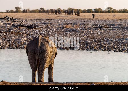 Un grande elefante osserva l'arrivo di una grande mandria di elefanti vicino a una buca d'acqua nel Parco Nazionale di Etosha. Foto Stock