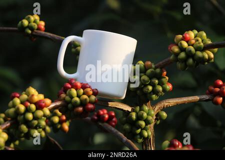 Chicchi di caffè che crescono in una piantagione di caffè con una tazza di caffè vuota in cima alla pianta che mostra il concetto di prodotto grezzo per la bevanda dopo la raccolta Foto Stock