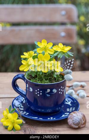 aconite invernale in tazza da tè blu come decorazione floreale primaverile Foto Stock