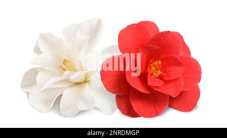 Fiori Camellia bianchi e rossi isolati su sfondo bianco Foto Stock