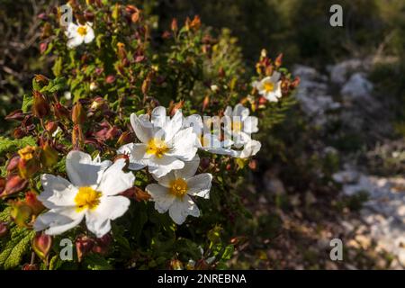 Fioritura di Cistus salviifolius sul Monte Carmelo nel mese di febbraio in Israele. Flora di Israele Foto Stock