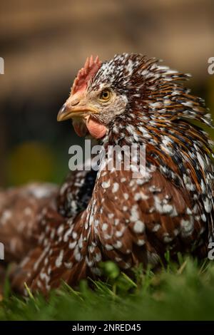 Giovane gallina cammina in un prato estivo Foto Stock