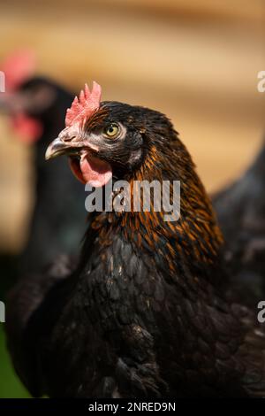 Giovane gallina cammina in un prato estivo Foto Stock