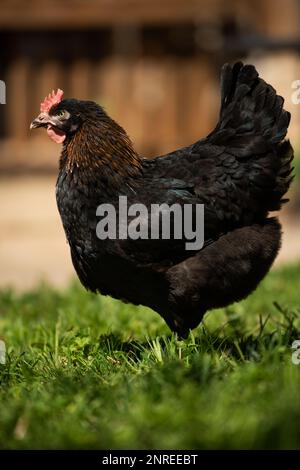 Giovane gallina cammina in un prato estivo Foto Stock