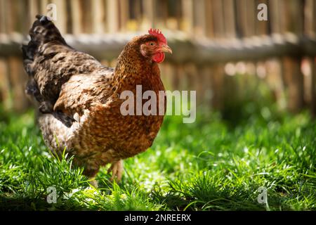 Giovane gallina cammina in un prato estivo Foto Stock