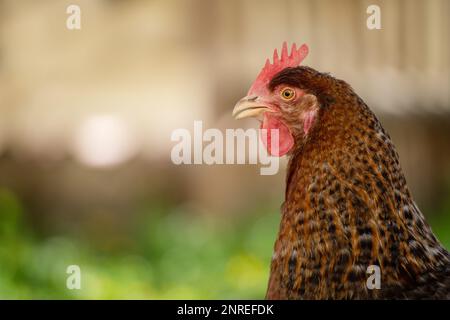 Giovane gallina cammina in un prato estivo Foto Stock