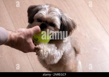 foto di un cane di razza piccola che tiene una palla da tennis nei denti mentre si trova su due zampe Foto Stock