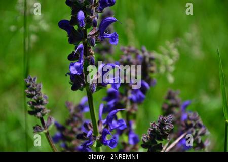 Primo piano di una lavanda a farfalla (Lavandula stoechas pedunculata). Il fiore è blu scuro. Cresce in natura, ai margini di un sentiero. Foto Stock
