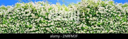Rambler rose con un sacco di fiori bianchi sparati contro il cielo blu in una giornata di sole estate, formato panorama decorativo cornice modello. Foto Stock
