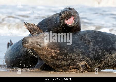 Atlantic Grey Seal, Halichoerus grypus, un paio di giovani foche gioco di corteggiamento combattendo Norfolk, novembre Foto Stock