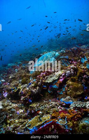 Hawksbill tartarughe di mare sulla alimentazione coralli molli su un tropical Coral reef Foto Stock