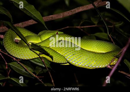 Immagine di due serpenti verdi avvolti attorno ai rami di un albero in un ambiente notturno Foto Stock