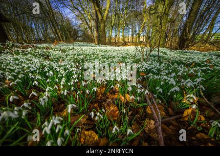Bosco in primavera, con tappeti di fiori bianchi Foto Stock