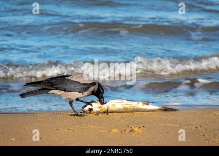 Corvo con cappuccio (Corvus cornix) mangiare un pesce sulla spiaggia di Pescara, Italia Foto Stock